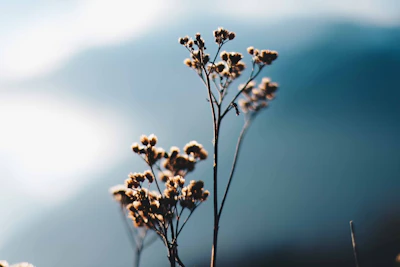 Close-up of native desert plants with mountains blurred gently in the background.