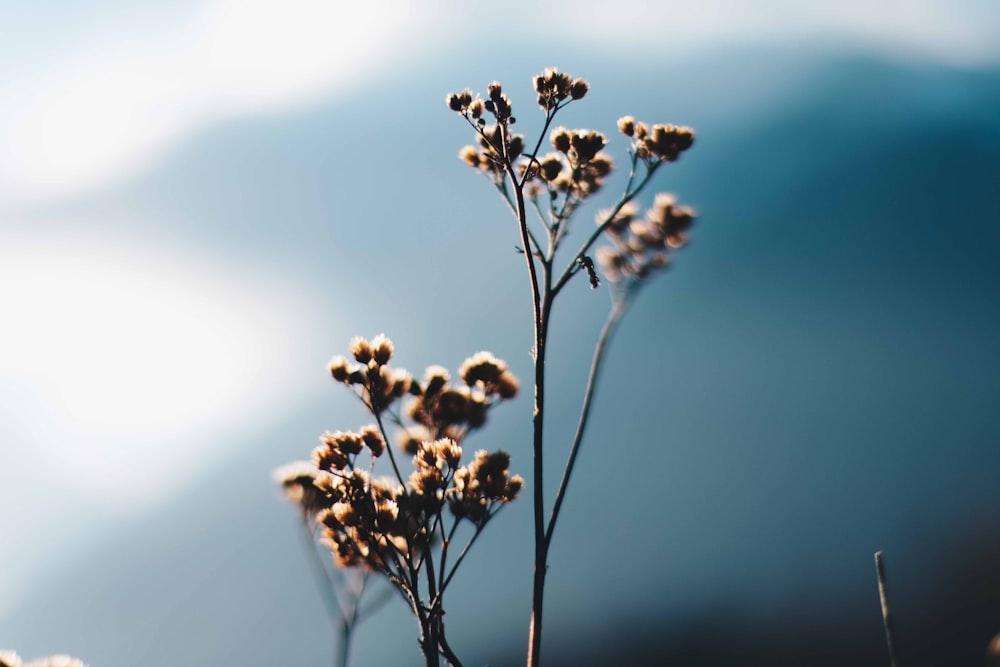 close-up photography of brown petaled flower plant