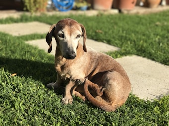 An older dog with brown fur sits on green grass, looking toward the camera with a calm expression. A stone path and some plant pots are visible in the background.