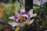 A close-up of a passion flower displaying intricate details with its unique structure. The central sections feature prominent purple, yellow, and white segments surrounded by vividly colored petals. The background is soft-focused, highlighting the flower against a natural backdrop.