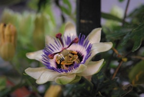 A close-up of a passion flower displaying intricate details with its unique structure. The central sections feature prominent purple, yellow, and white segments surrounded by vividly colored petals. The background is soft-focused, highlighting the flower against a natural backdrop.
