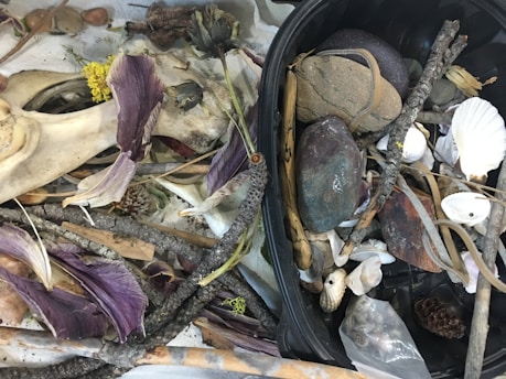 A collection of natural objects including dried leaves, sticks, stones, seashells, and possibly a piece of bone. The objects are arranged haphazardly with various textures and shapes. The overall setting gives an impression of a nature-themed collage, consisting of both organic and inorganic items.