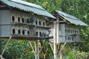 A cozy pigeon loft with perches and nesting boxes.