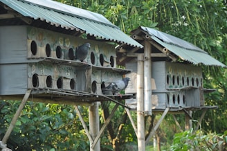 A pair of rustic pigeon coops made of wood and bamboo with multiple entry holes, surrounded by lush green foliage. Pigeons are perched on the coops, with sunlight filtering through the trees.