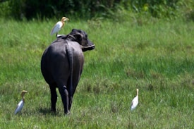 A large buffalo is standing in a lush, green field with three white egrets nearby. One of the egrets is perched on the buffalo's back while the other two are walking on the grass around it. The setting is peaceful and natural.