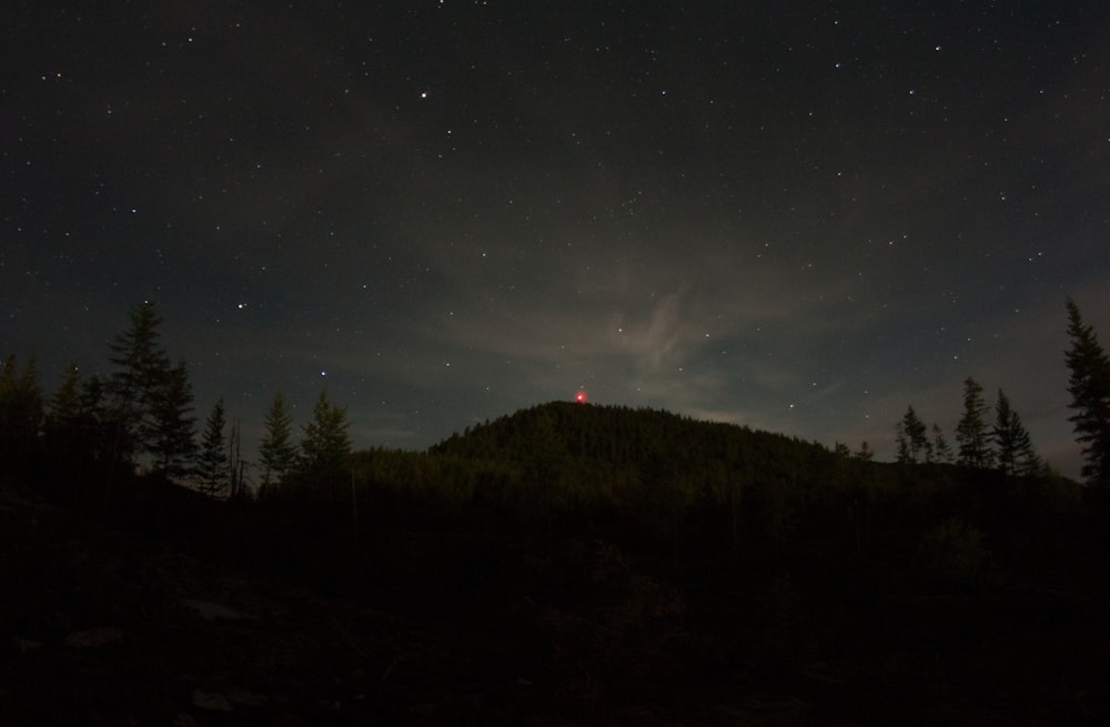 árvore na montanha