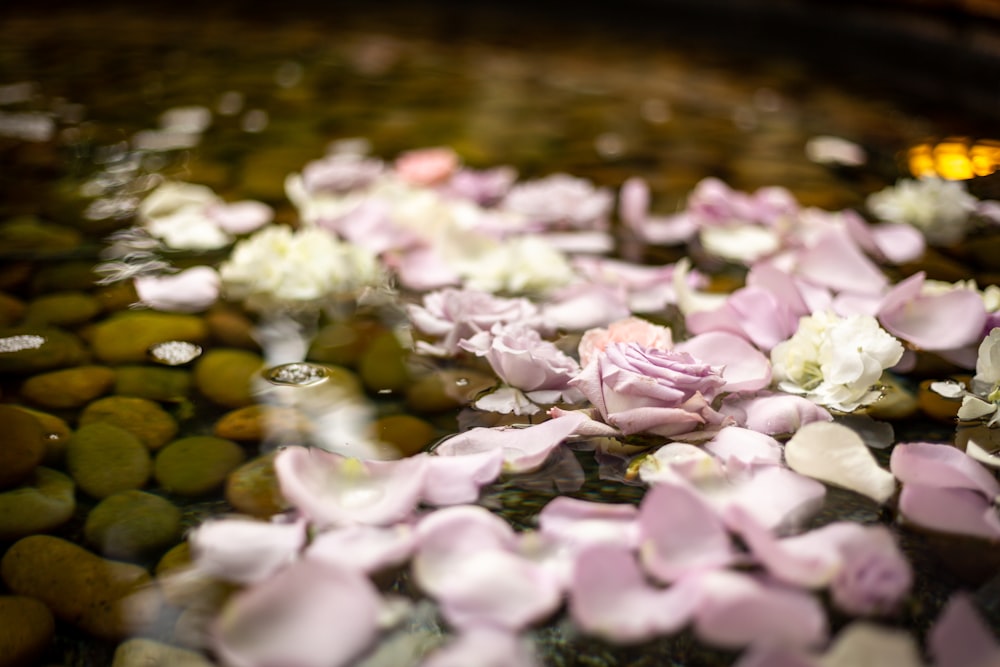 Lila und weiße Blütenblätter auf Wasser mit Steinen