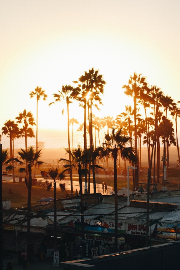 green palm trees near sea shore