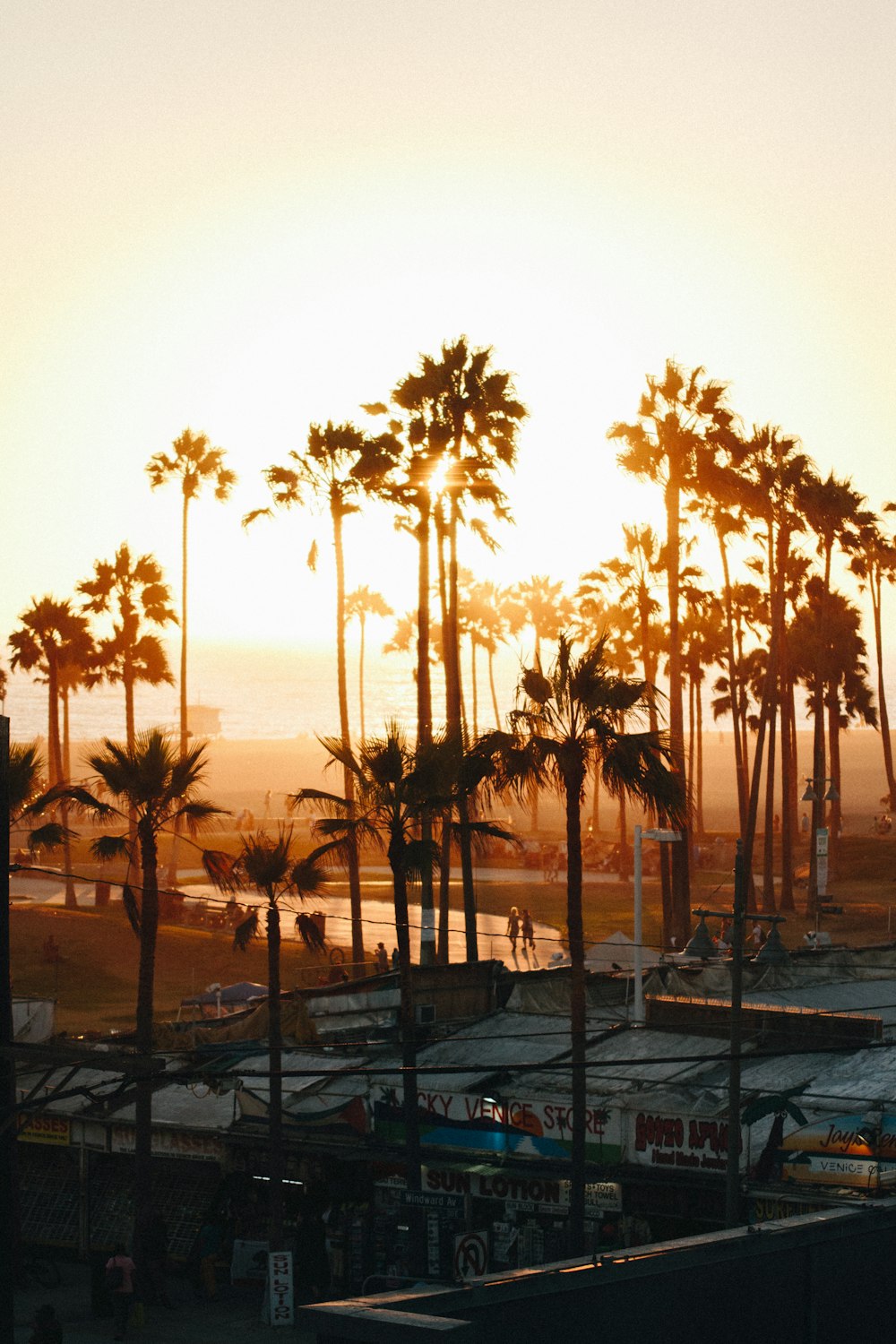 green palm trees near sea shore