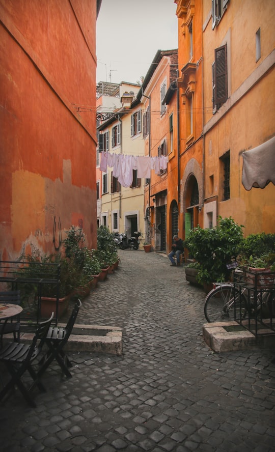 green leafed plants on brown clay pots in Trastevere Italy