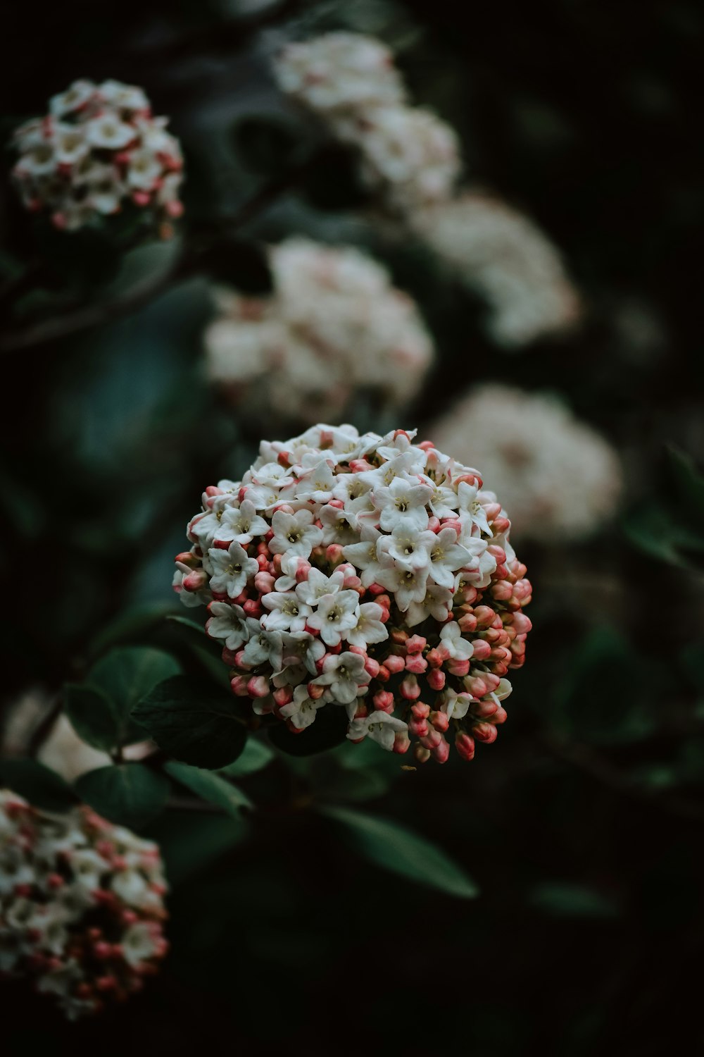 white flowers