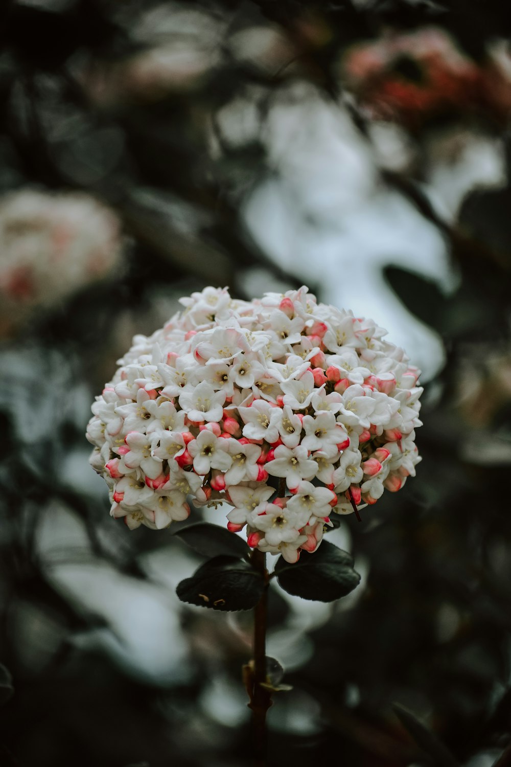 Photographie macro de fleurs blanches et roses