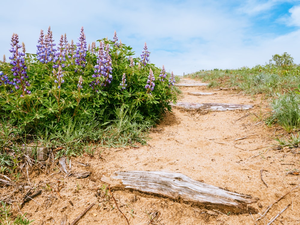 purple-petaled flowers