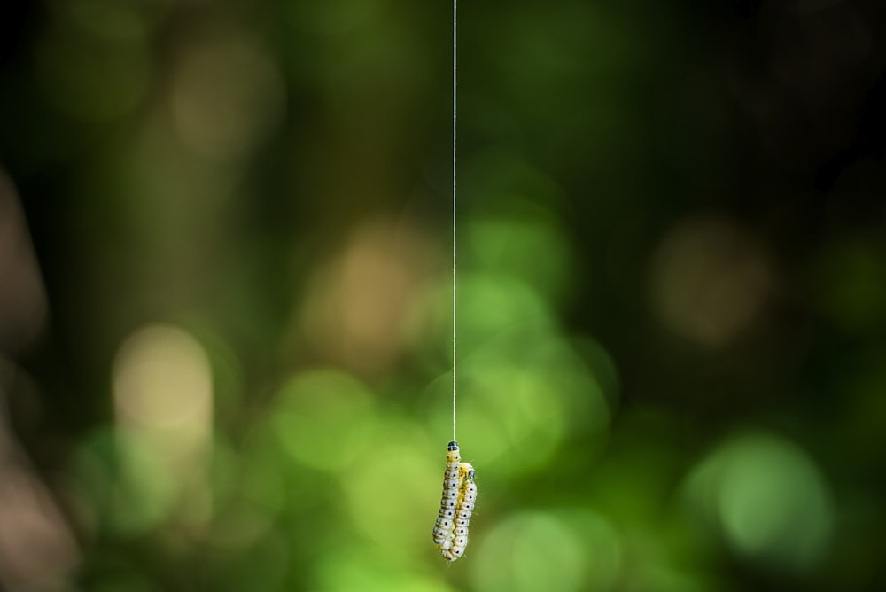 two yellow-and-white caterpillar hanging