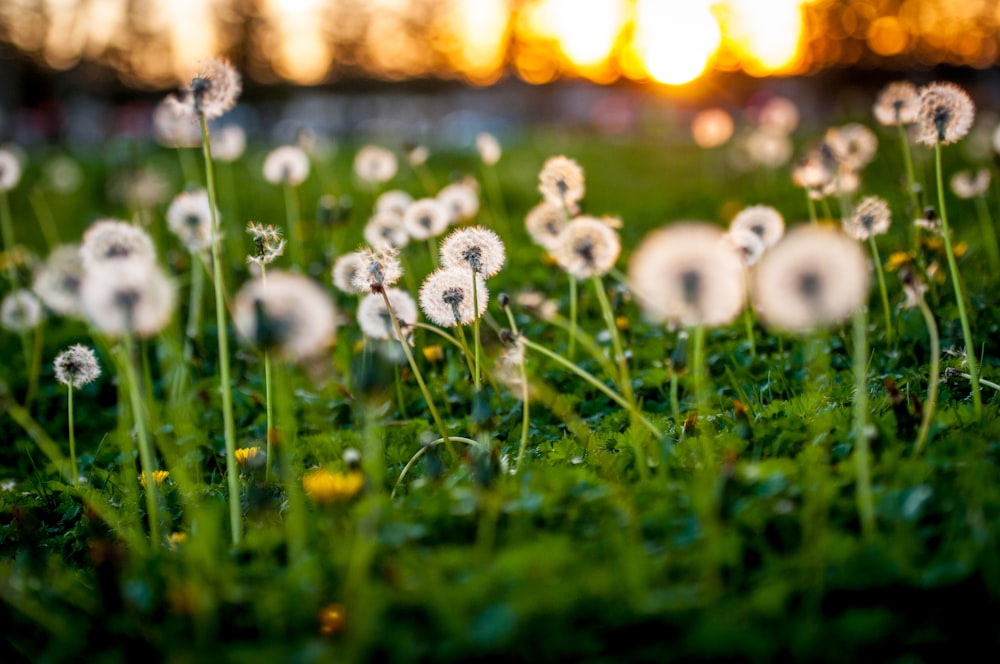 shallow focus photo of dandelion