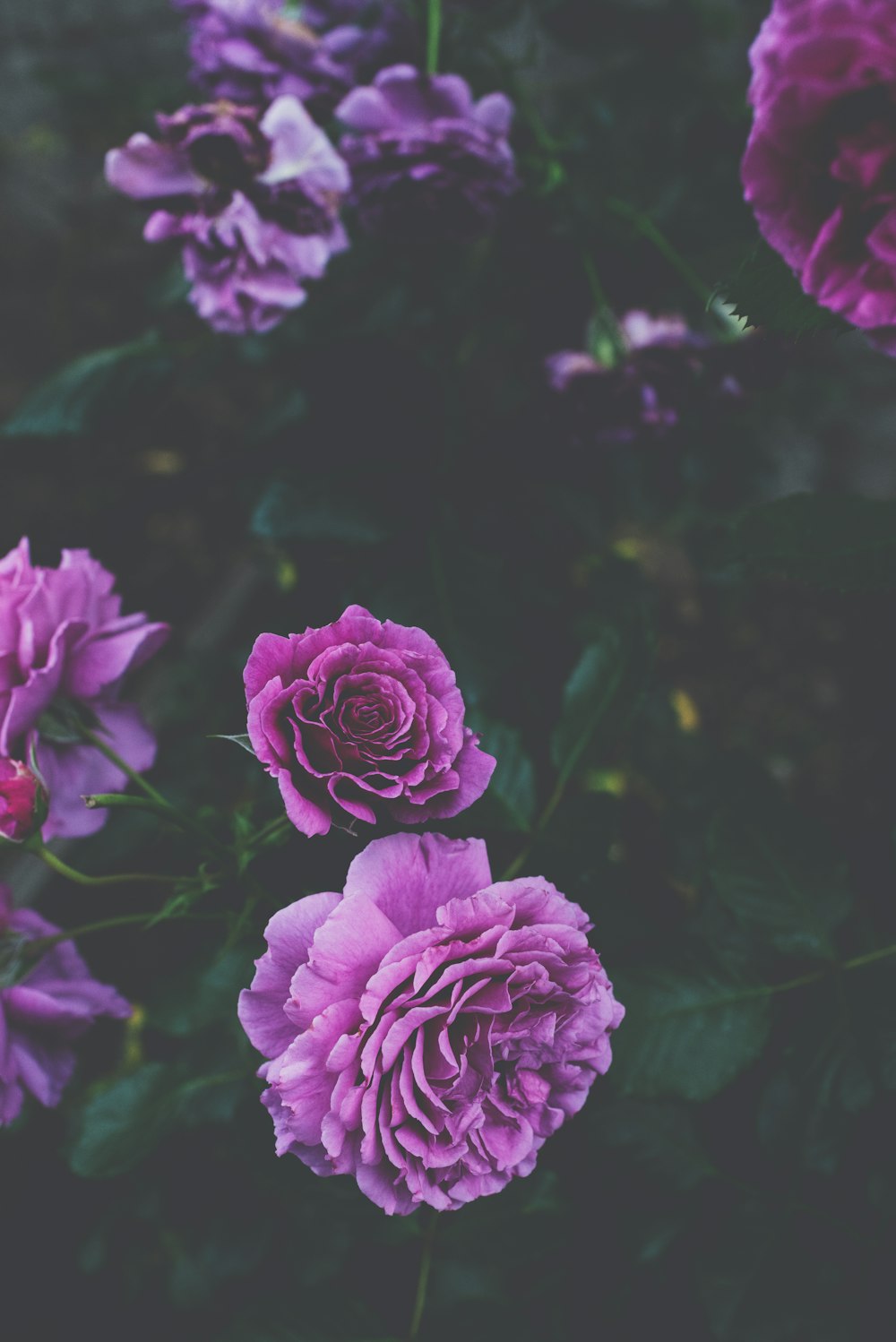 natural purple rose