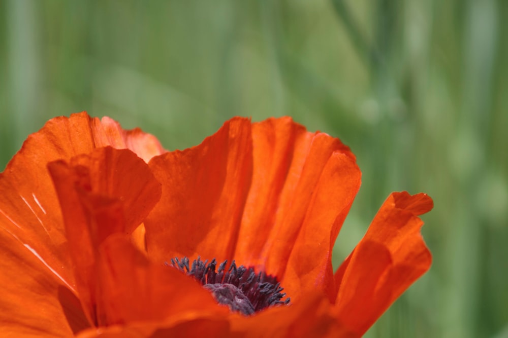 shallow shot of orange flowers