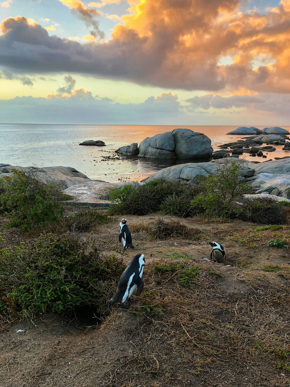 three penguins on grass field near body of water