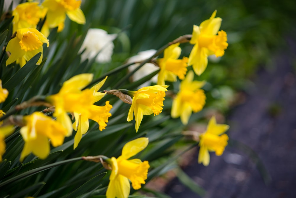 a bunch of yellow and white flowers in a garden