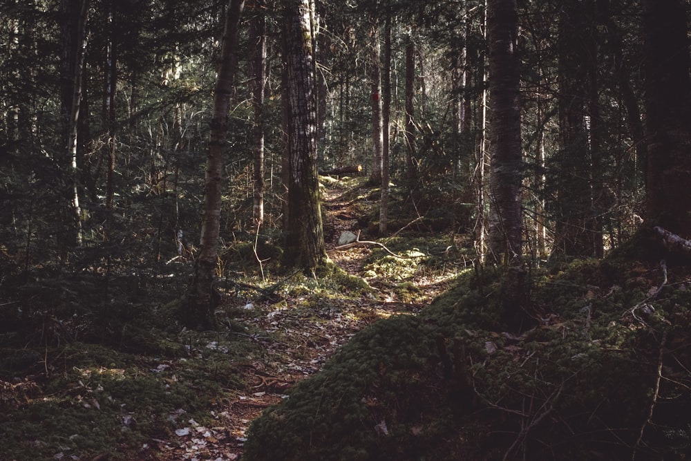 photo of forest trail during daytime