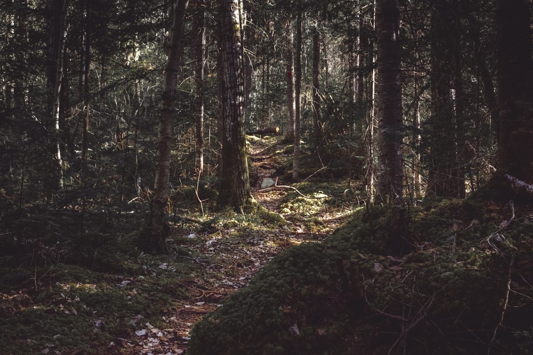 photo of forest trail during daytime