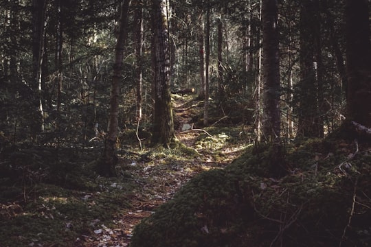 photo of Ferland-et-Boilleau Forest near Hautes-Gorges-de-la-Rivière-Malbaie National Park