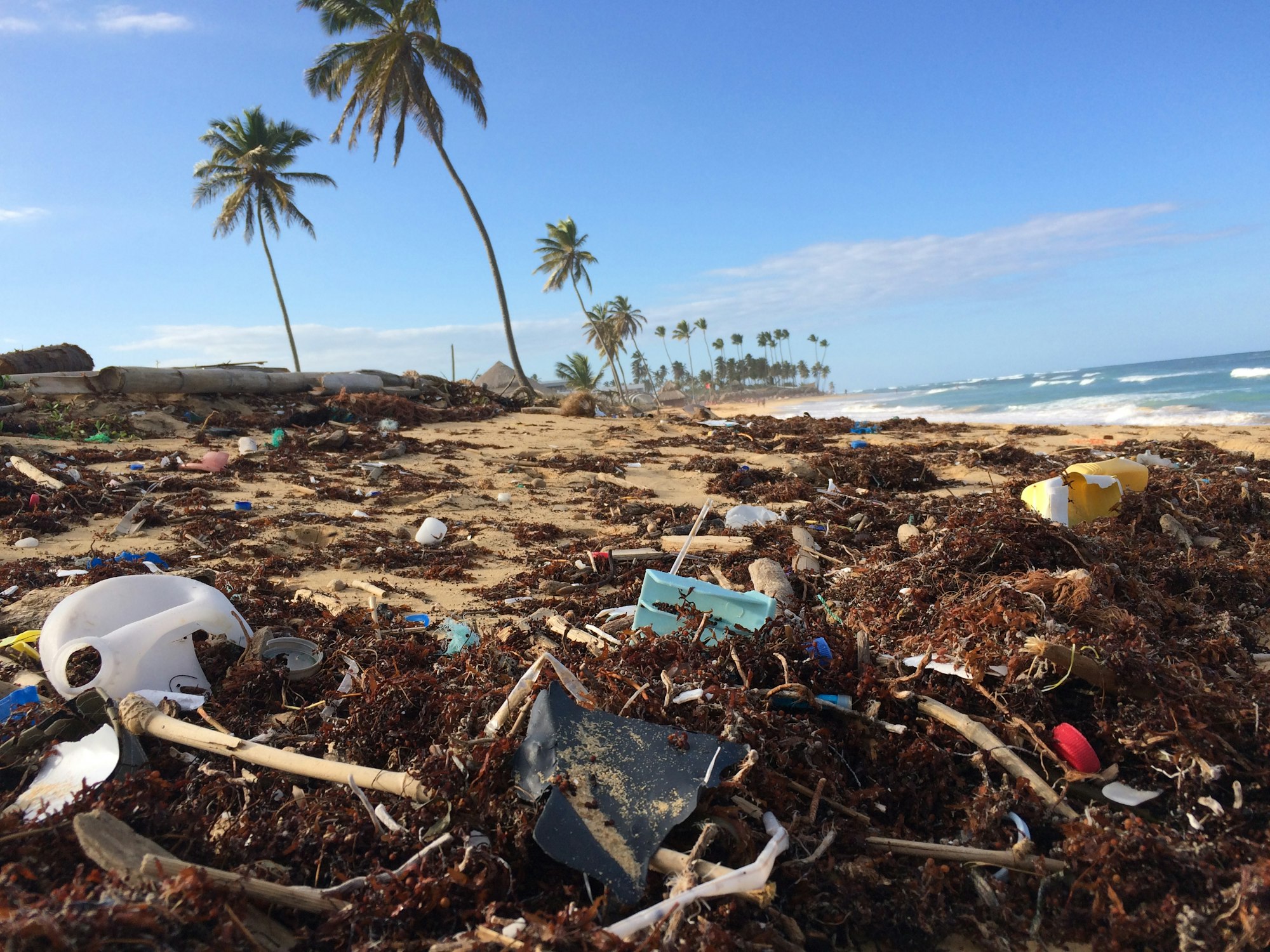 Plastic debris is strewn across a beach, tangled in with seaweed, with palms in the distance.