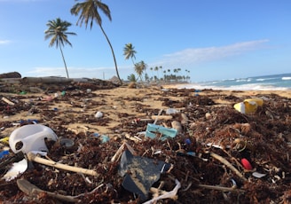 photo of coconut tree near seashore