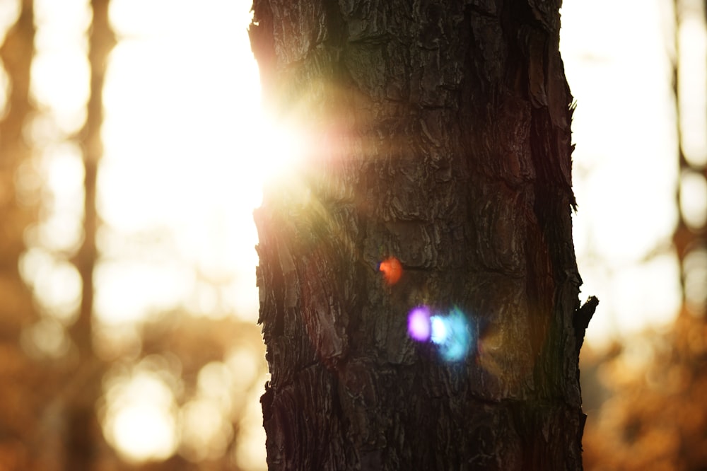 Close up foto da casca da árvore durante a hora dourada