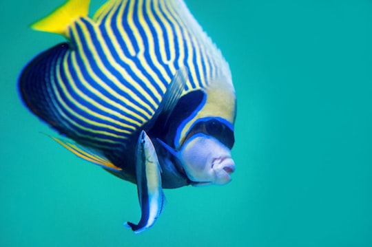 blue and yellow fish in Cairns Aquarium Australia