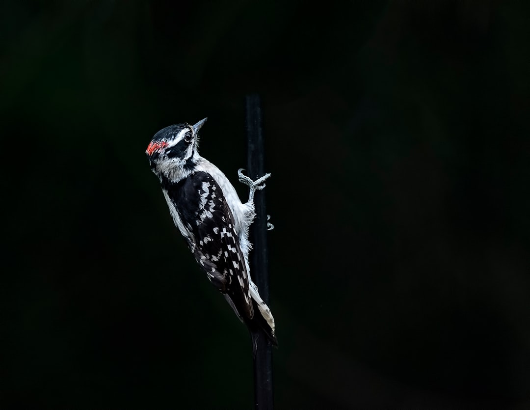  woodpecker on black background woodpecker