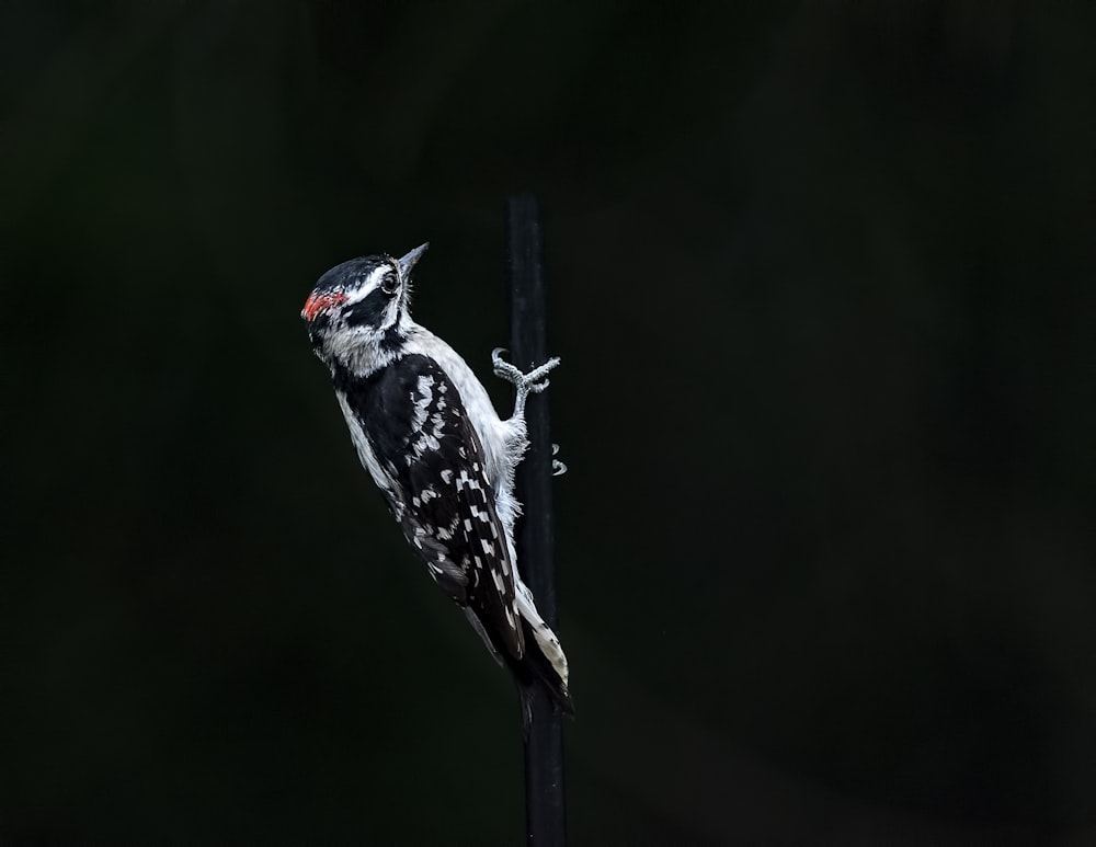 woodpecker on black background