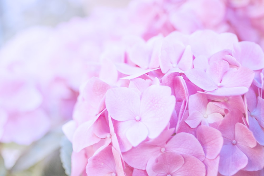 pink petaled flowers