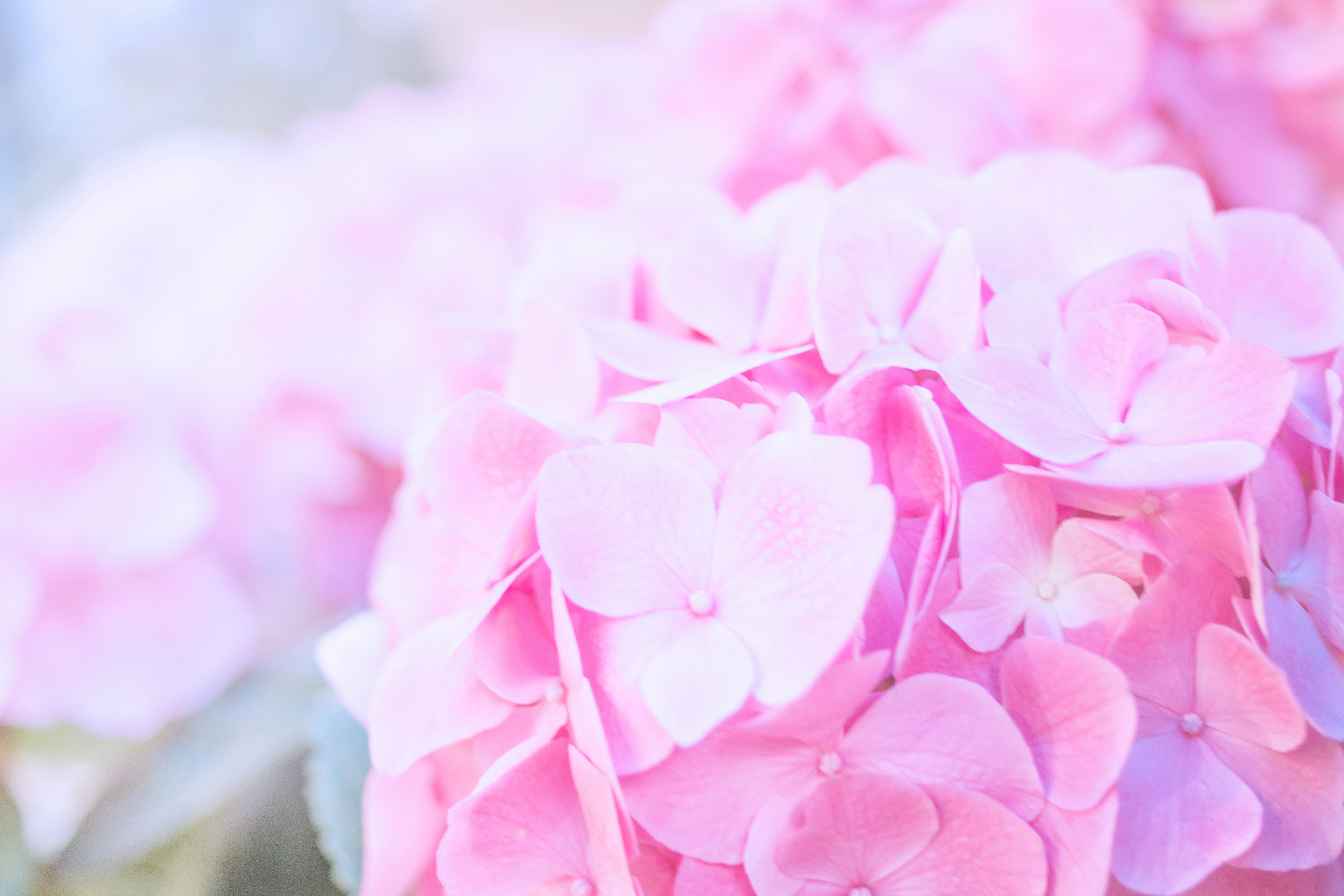 pink petaled flowers