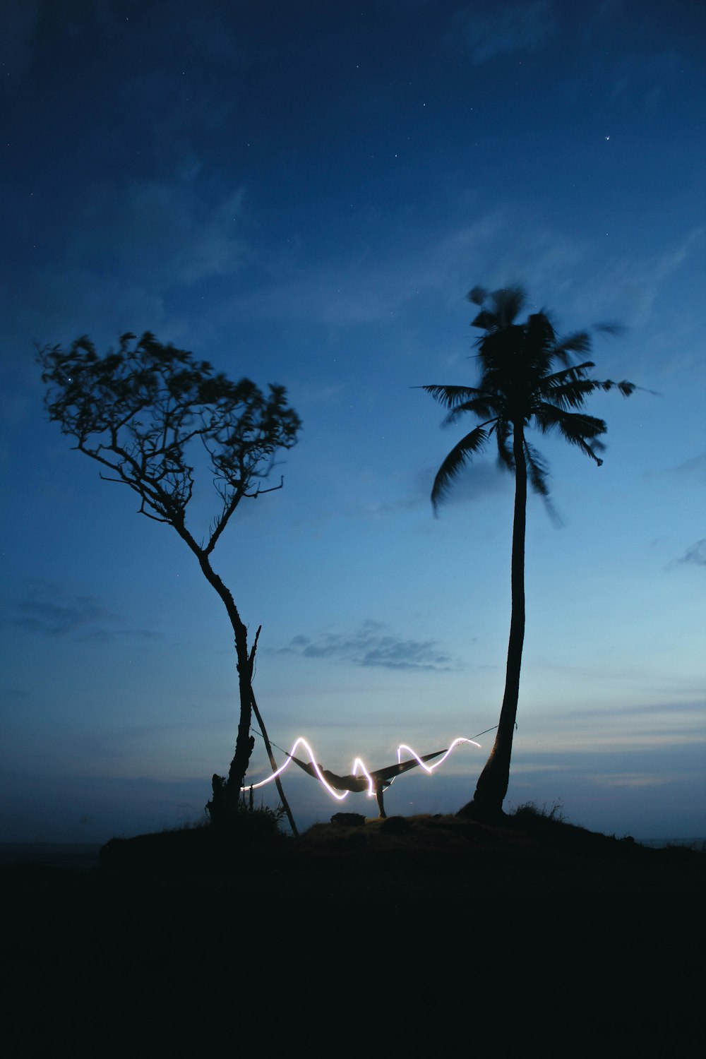 a couple of palm trees sitting next to each other