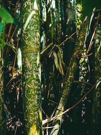 bamboo grass with engraved text