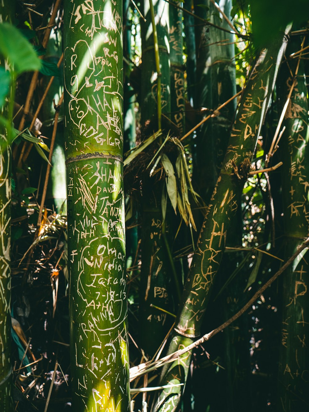 bamboo grass with engraved text