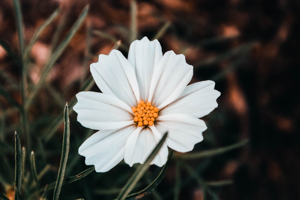 Fotografía de enfoque selectivo de flores de pétalos blancos