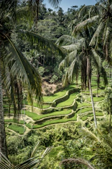 aerial view of palm trees