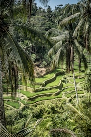 aerial view of palm trees