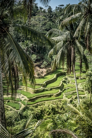 aerial view of palm trees
