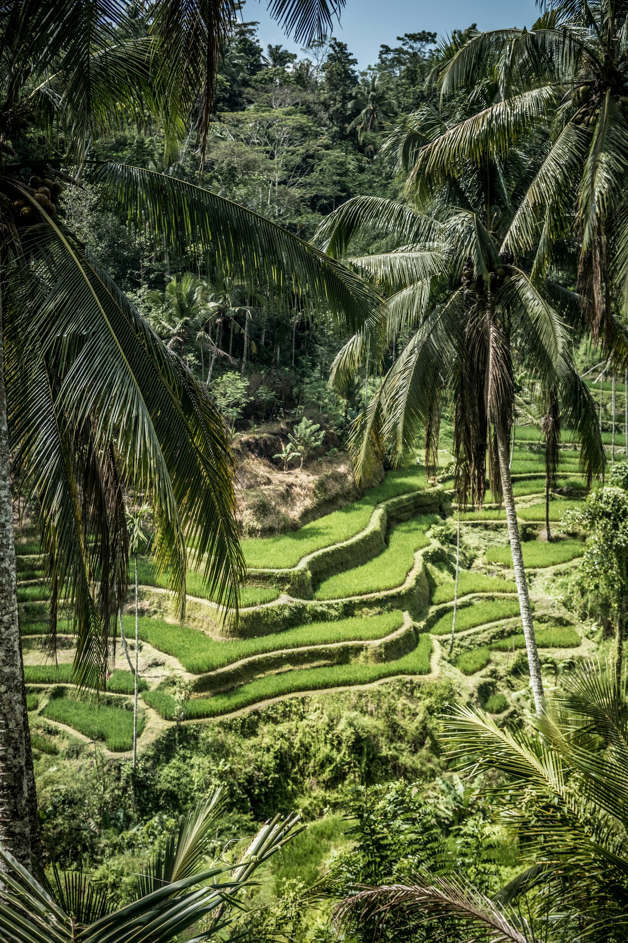 Tegallalang Travel Guide: Discover Authentic Bali