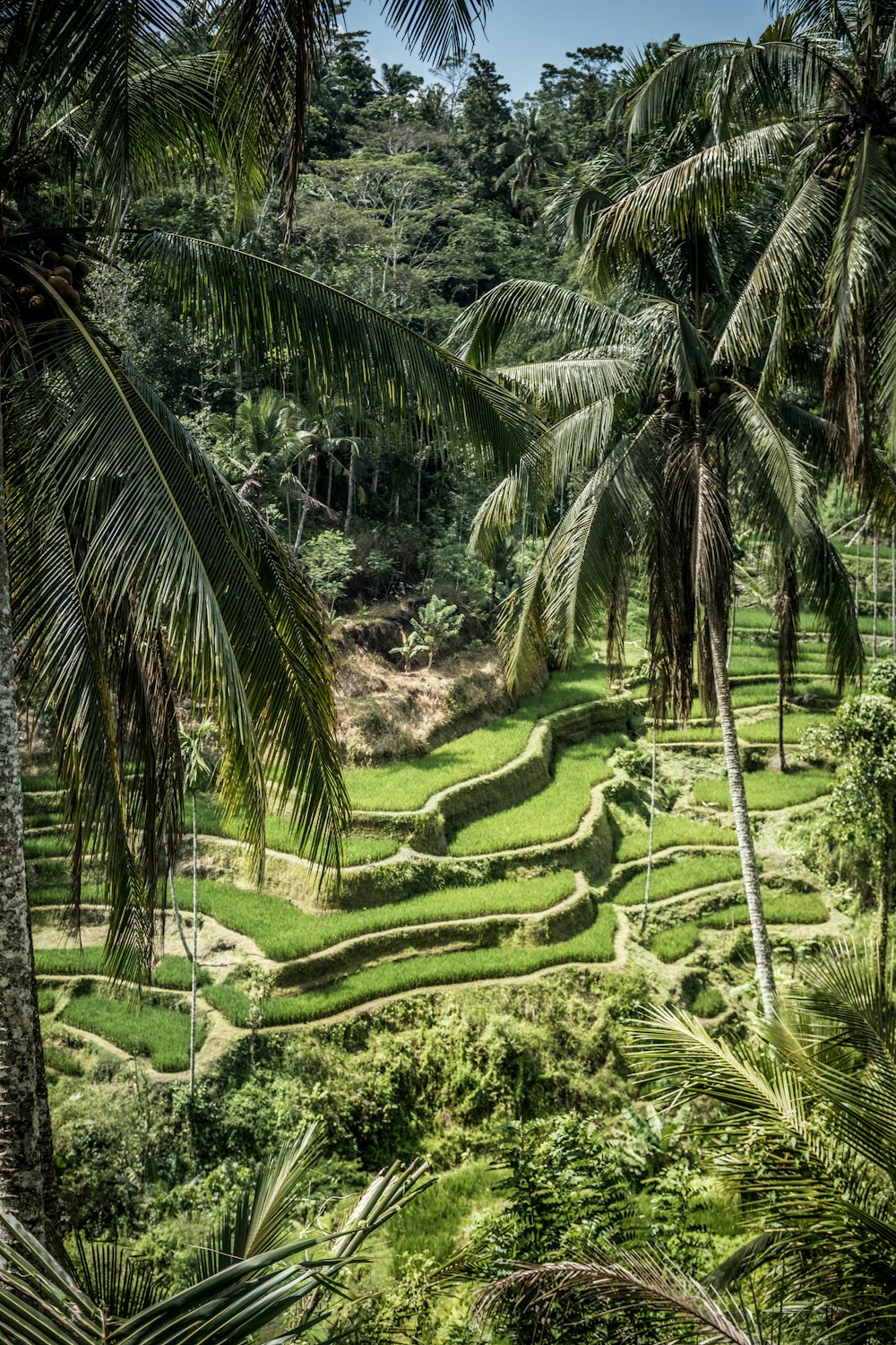 aerial view of palm trees