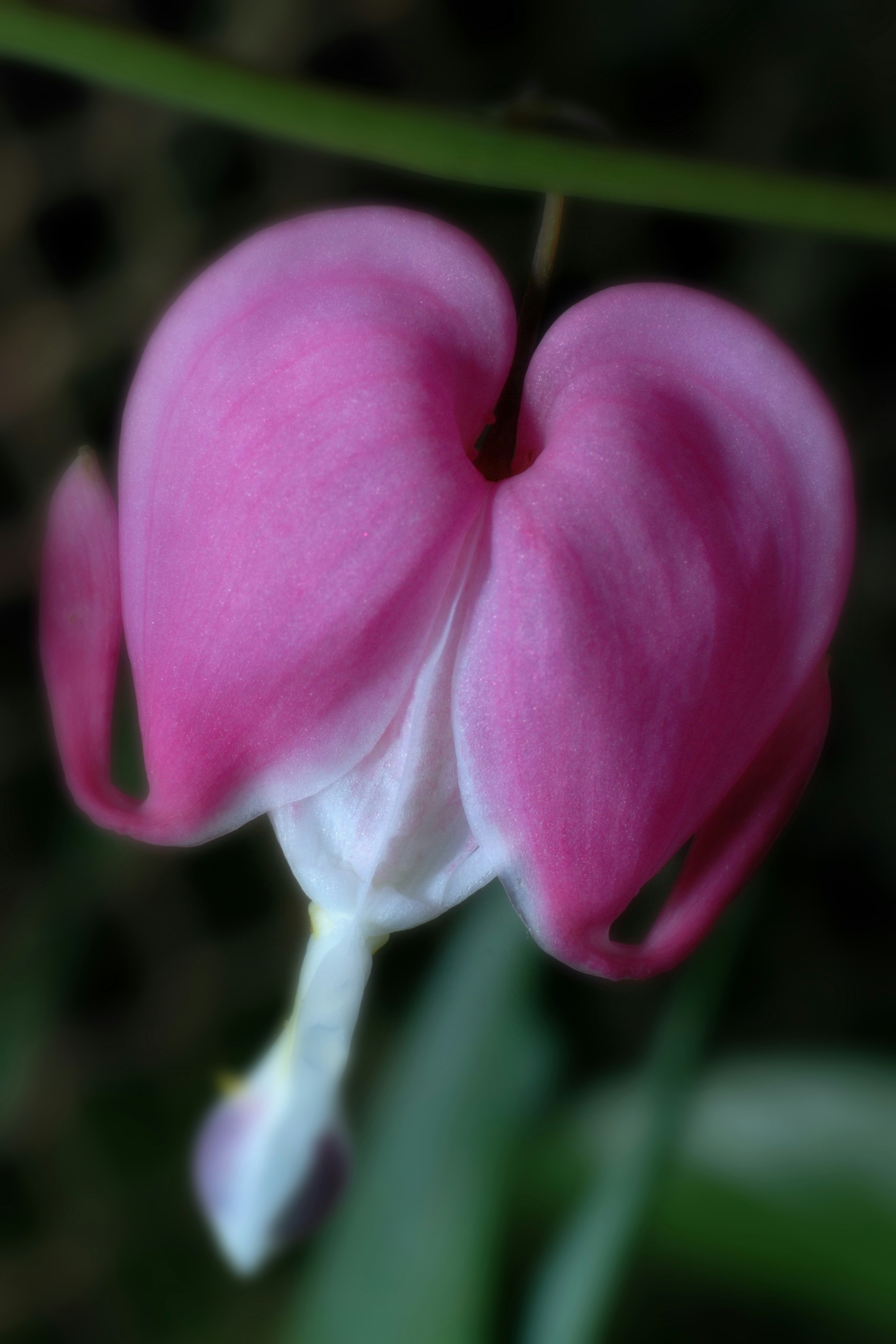 Пурпурное сердце цветок фото Магнитный пазл 27x18см."сердечная палка, цветок, плачущее сердце" на холодильник