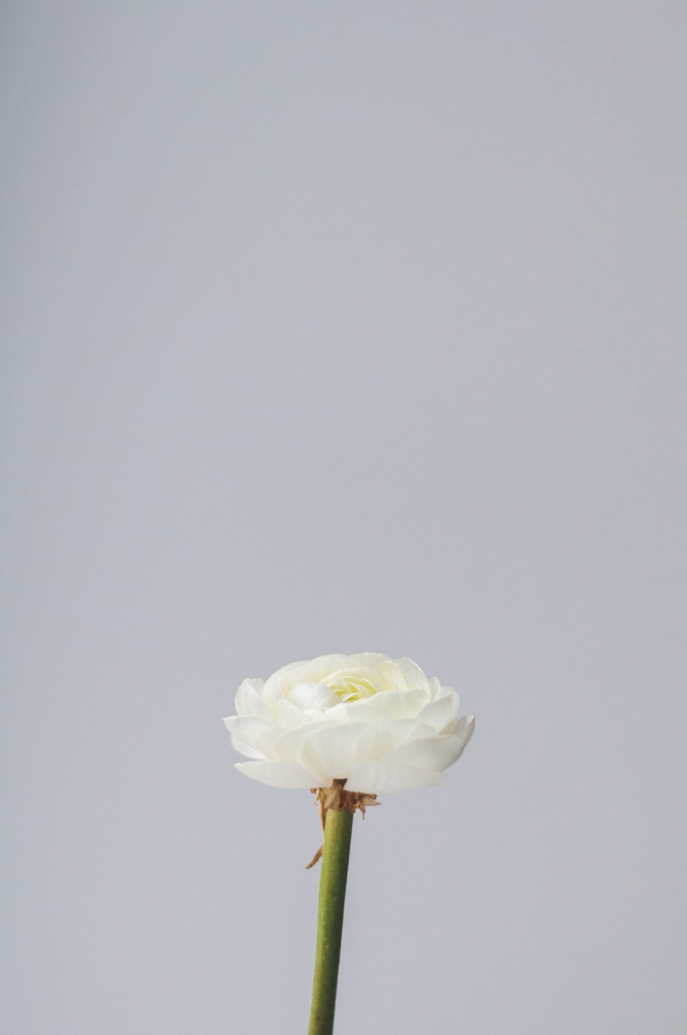 white and green flower with white background