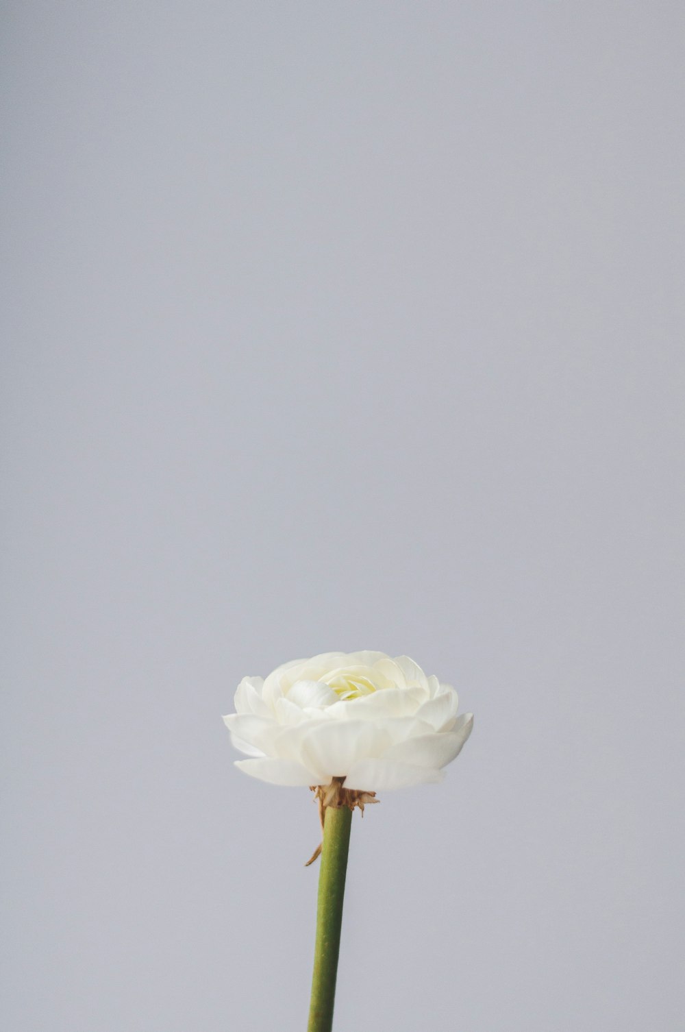 flor branca e verde com fundo branco