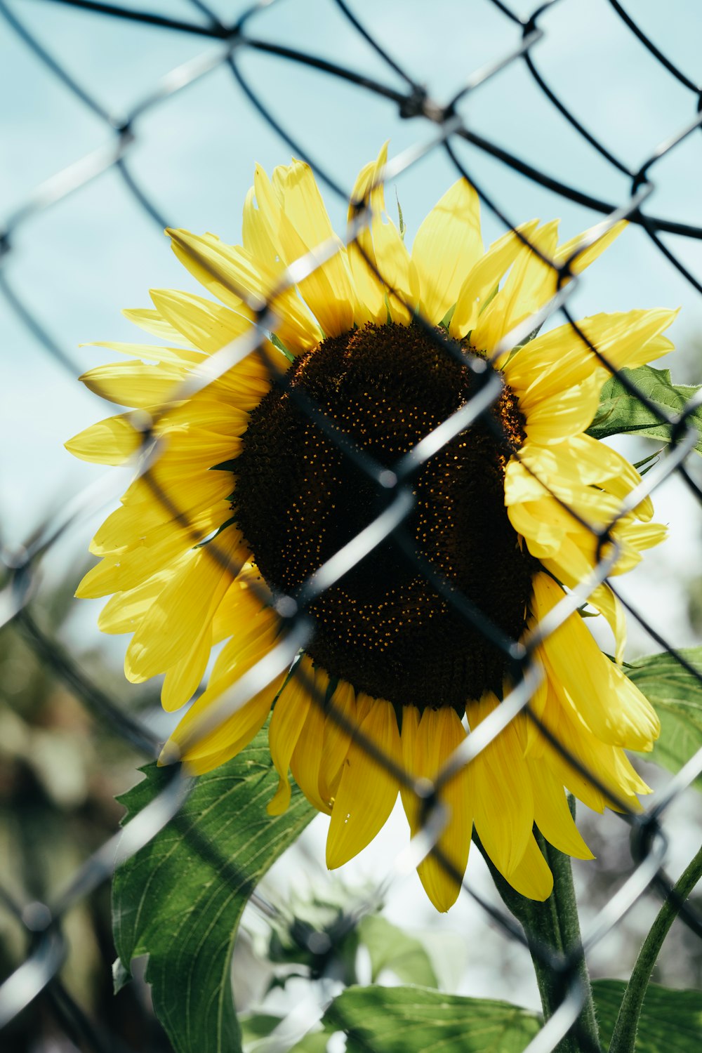 Gelbe Sonnenblume in der Nähe von Maschendrahtzaun