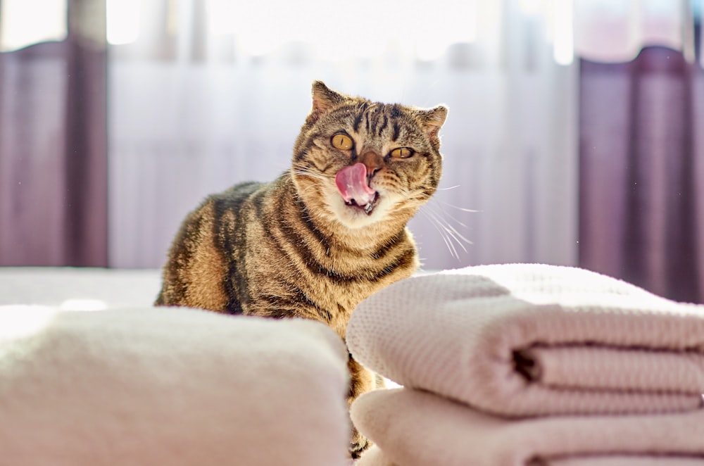 yellow and black cat showing tongue