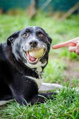 A happy pet owner playing fetch with their dog.