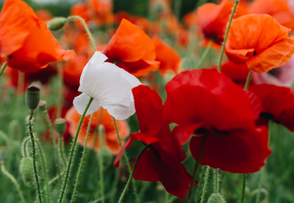 close-up photography of red flowers